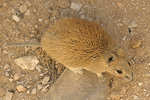 Golden Spiny Mouse   Acomys russatus